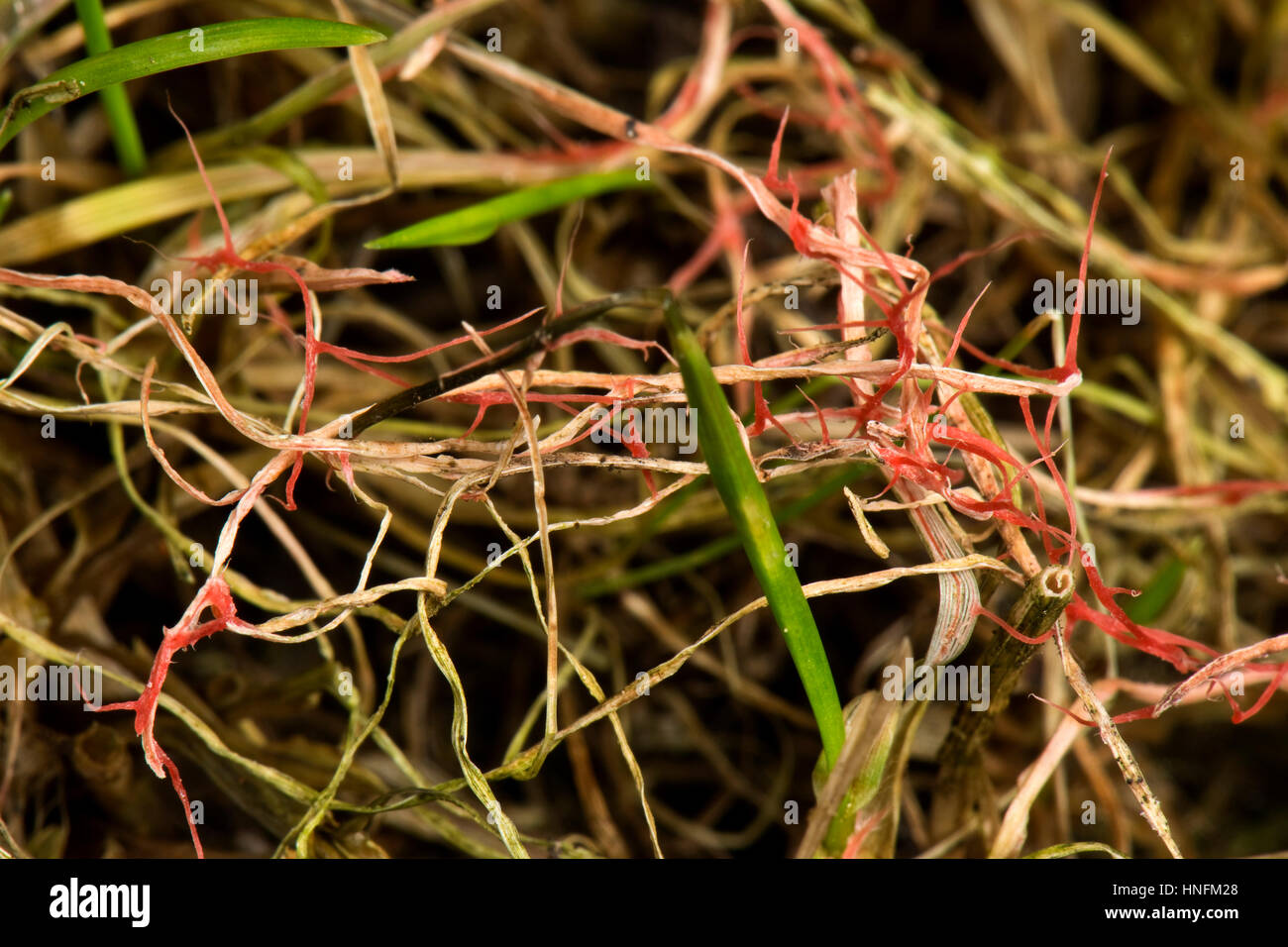 Red thread, Laetisaria fuciformis, damage and stromata from the disease on lawn grass Stock Photo