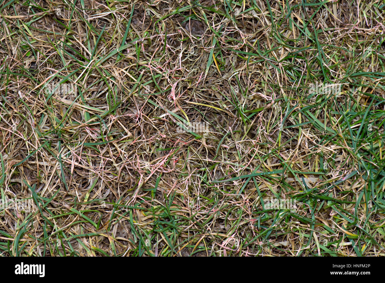 Red thread, Laetisaria fuciformis, damage and stromata from the disease on lawn grass Stock Photo