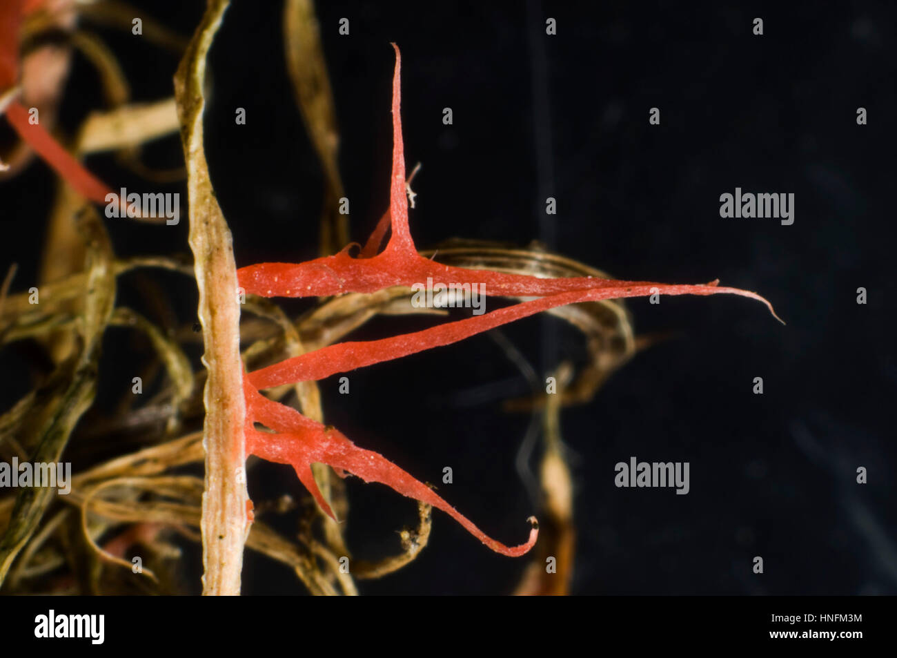 Red thread, Laetisaria fuciformis, red thread-like stromata from the disease on lawn grass Stock Photo