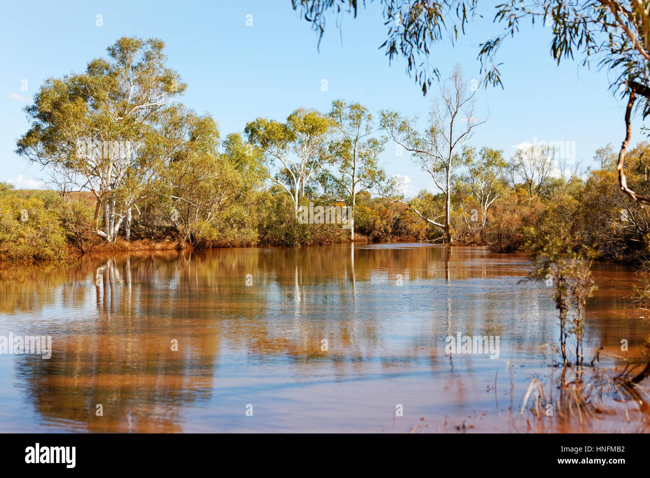 Australian billabong surrounded by Eucalyptus Gum Trees, Pilbara Stock