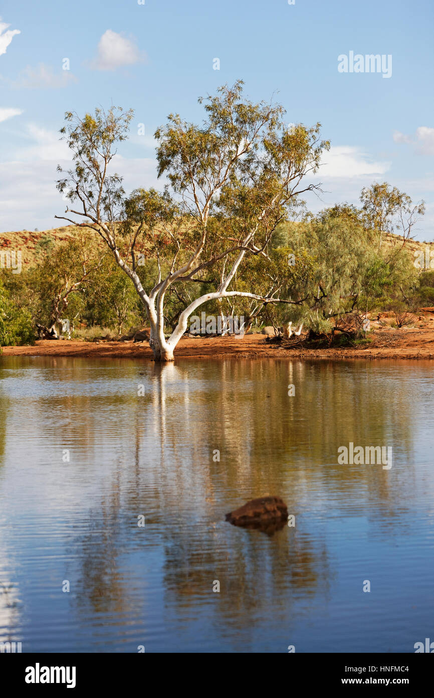 Australian billabong surrounded by Eucalyptus Gum Trees, Pilbara