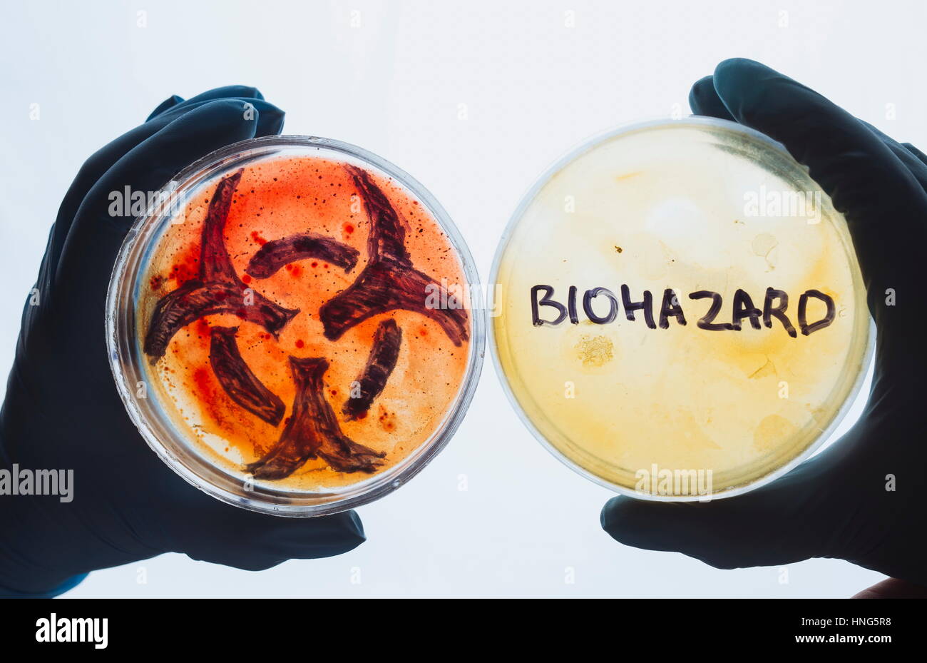 Hands hold Petri dishes with biohazard word symbol sign. Contaminated water food concept. Dangerous infectious disease. Medical lab testing research.  Stock Photo