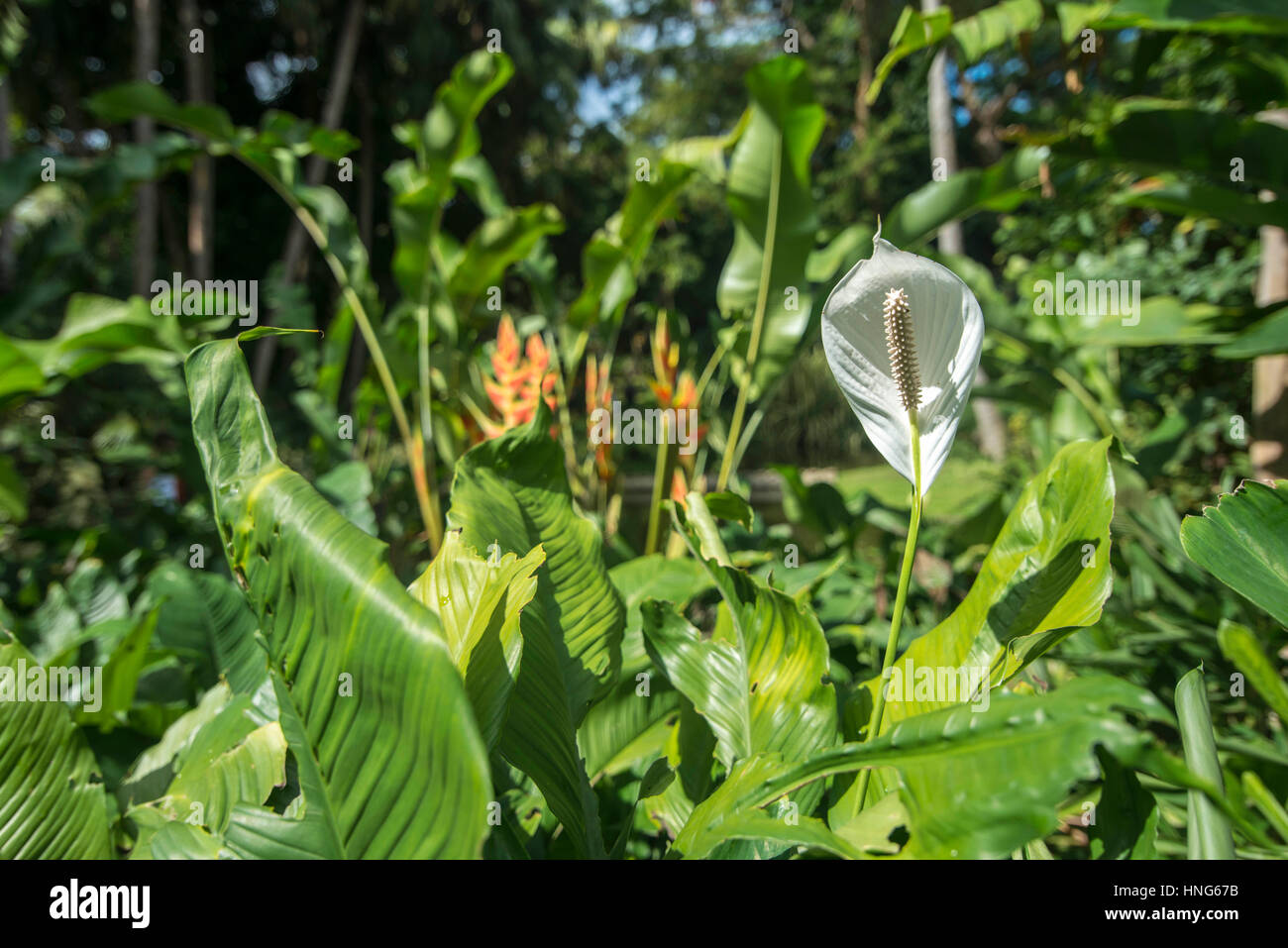 Peace in nature hi-res stock photography and images - Alamy