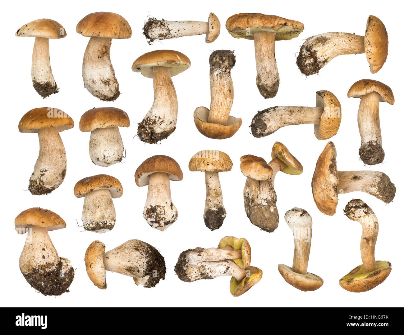 Set of porcini mushrooms isolated on a white background. Cep isolated