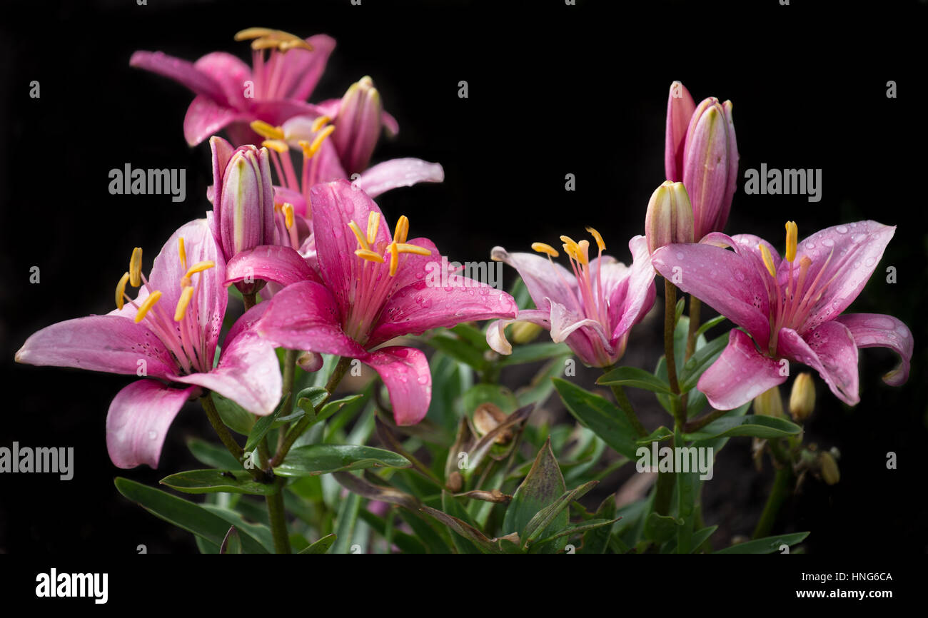 Bouquet of pink lilies Stock Photo