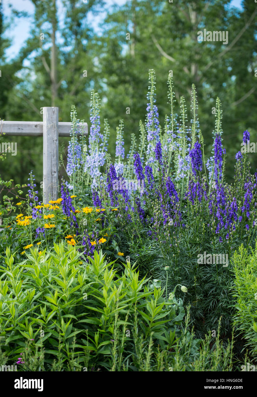 Purple flowers in Silver Springs Botanical Gardens Stock Photo Alamy
