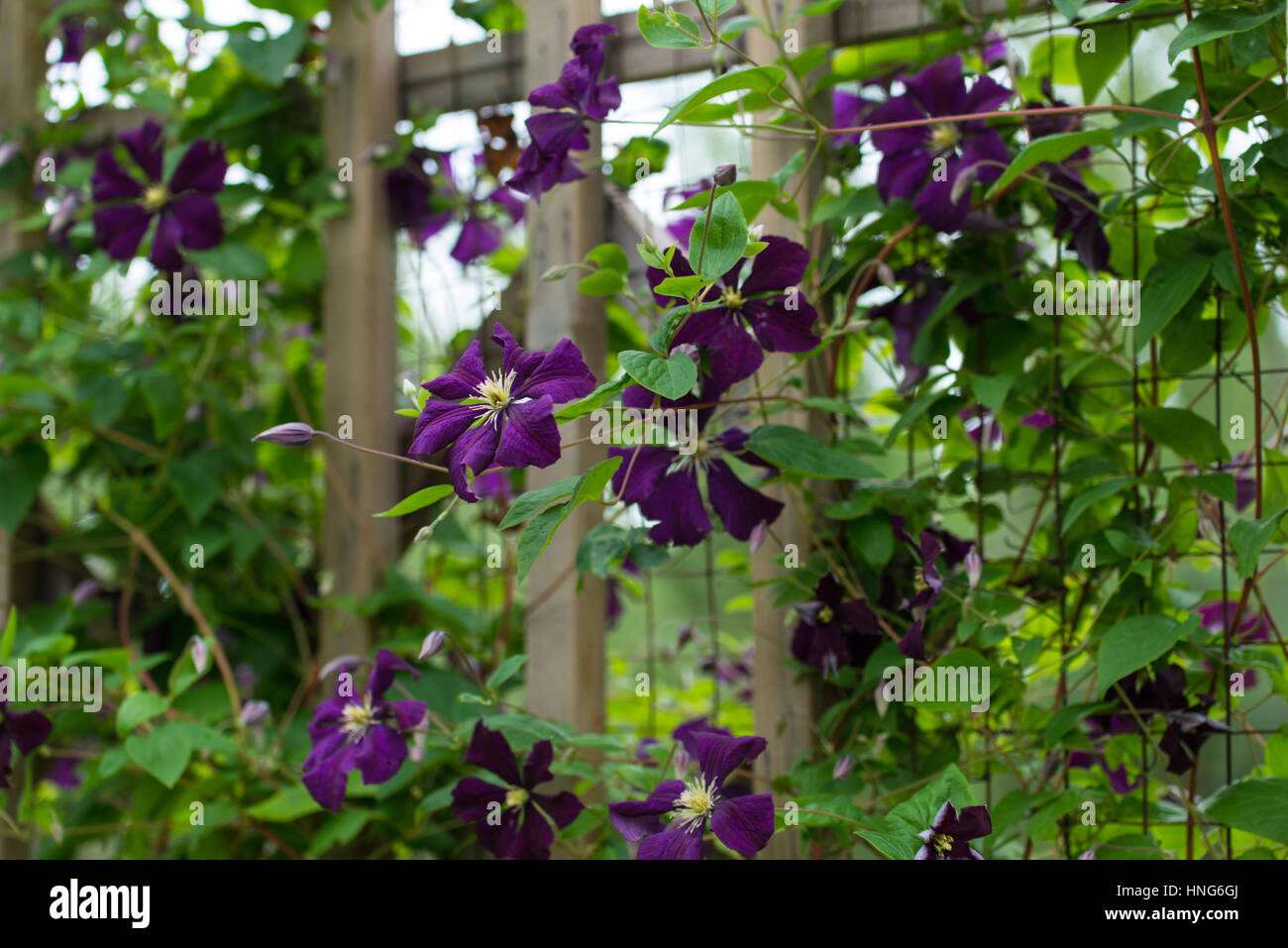 Purple clematis on a trellis Stock Photo Alamy