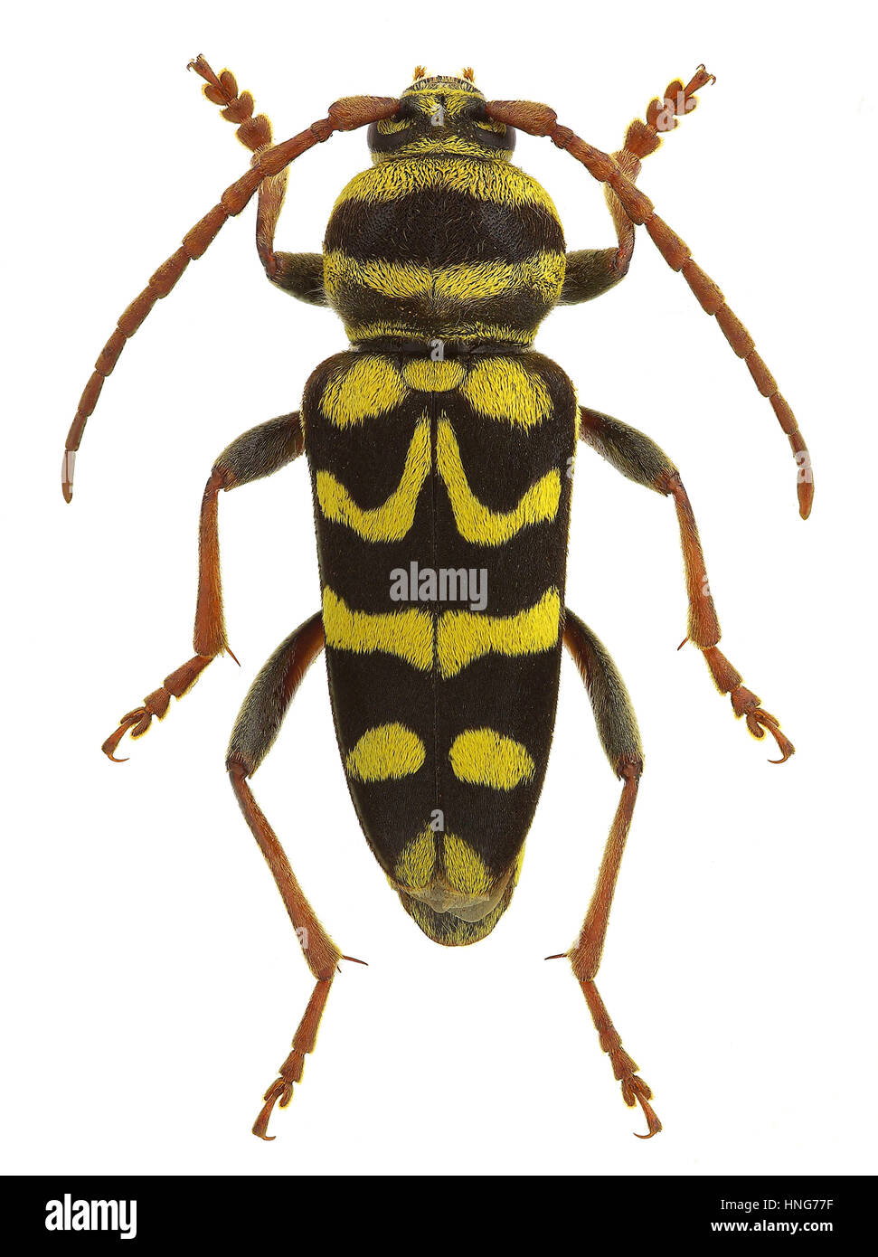 Plagionotus bobelayei, a longhorn beetle mimicking a wasp Stock Photo