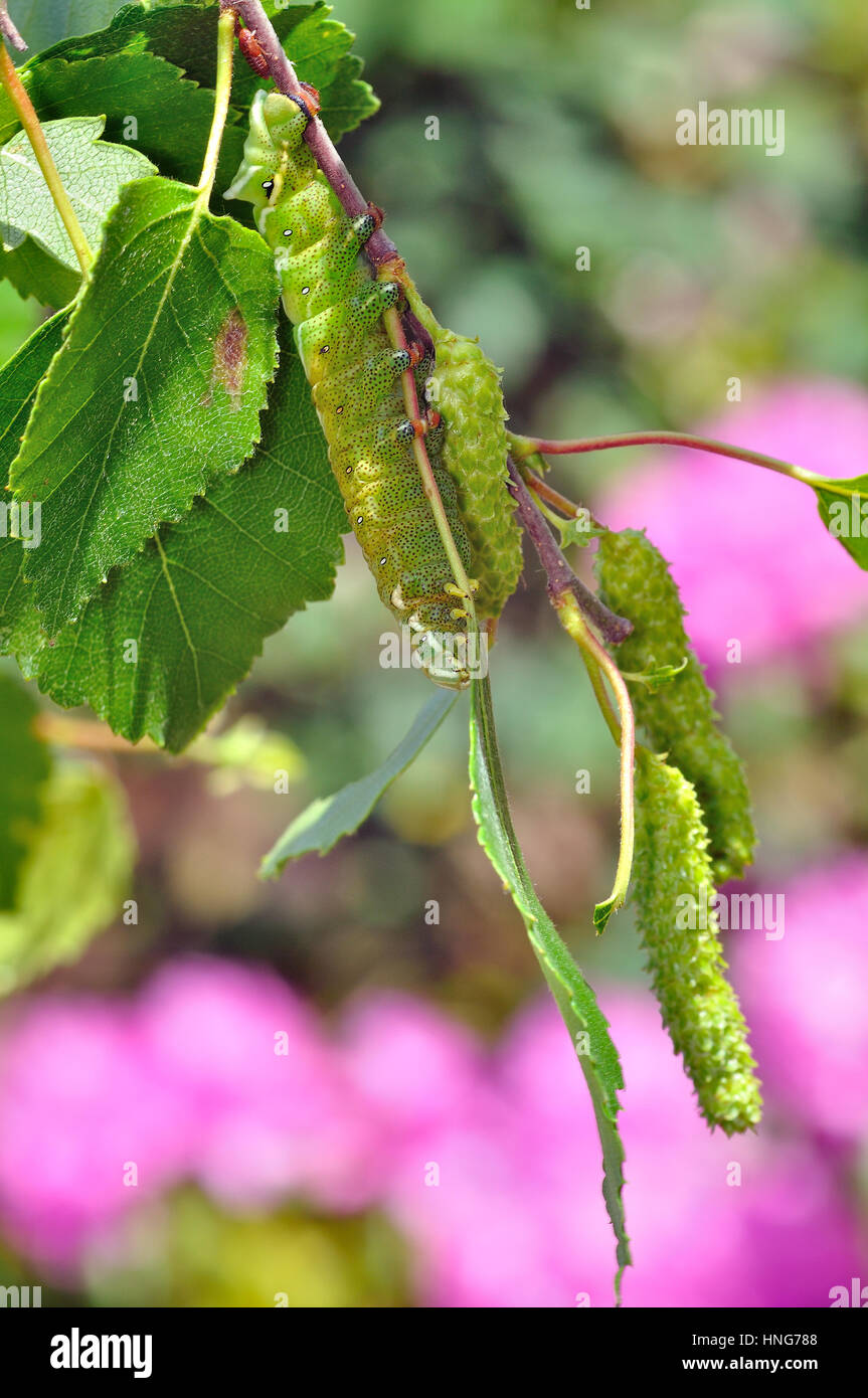 Kentish Glory (Endromis versicolora) larvae camouflaged as silver birch catkins Stock Photo