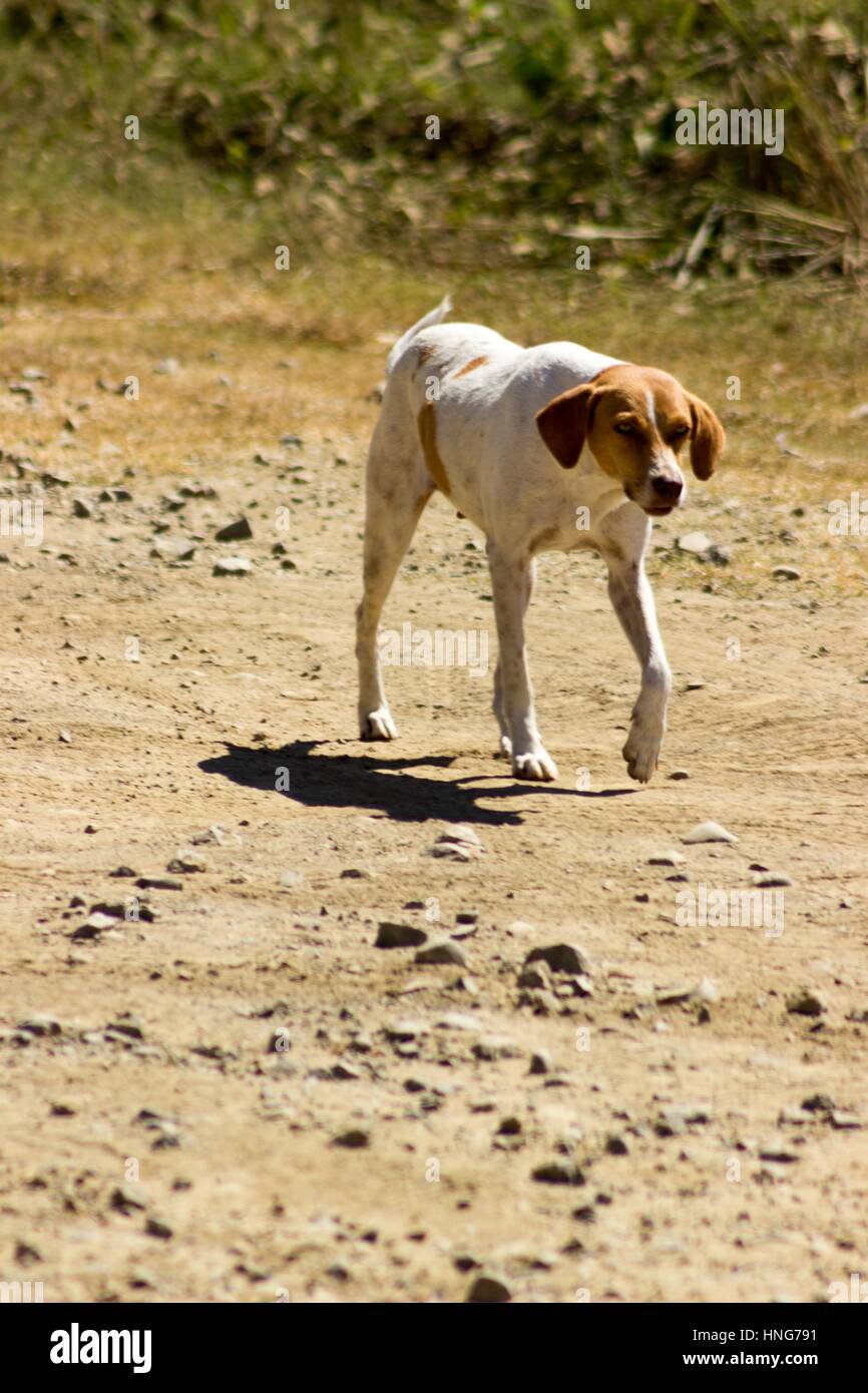 A sad brown and white dog trots down a gravel road in Costa Rica. Stock Photo