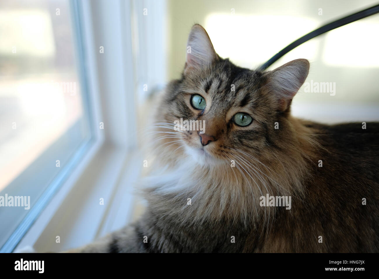 A medium hair Tabby pet cat sitting by a window looking at the camera. Stock Photo