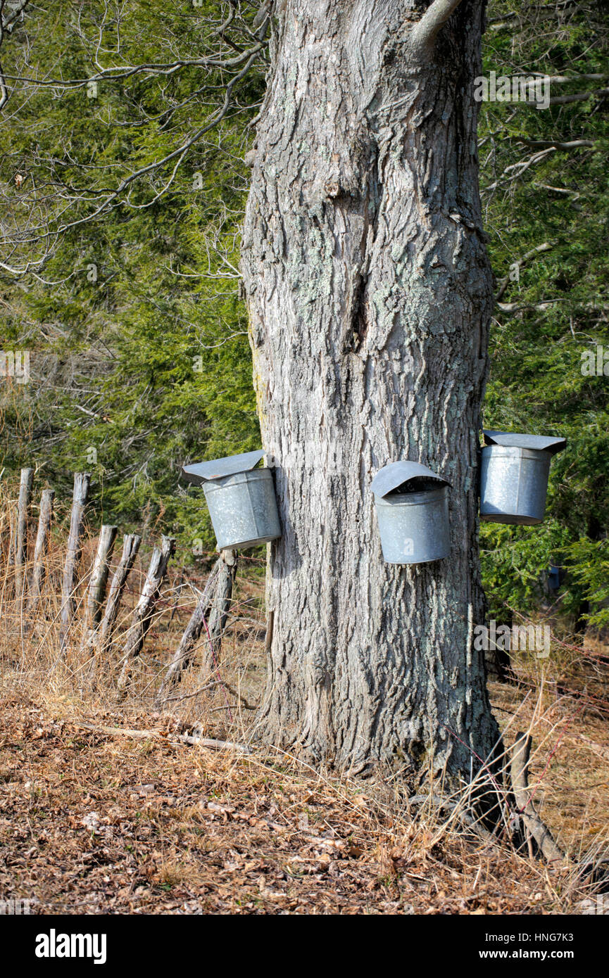 Maple sugar buckets hanging on tree collecting sap for harvest