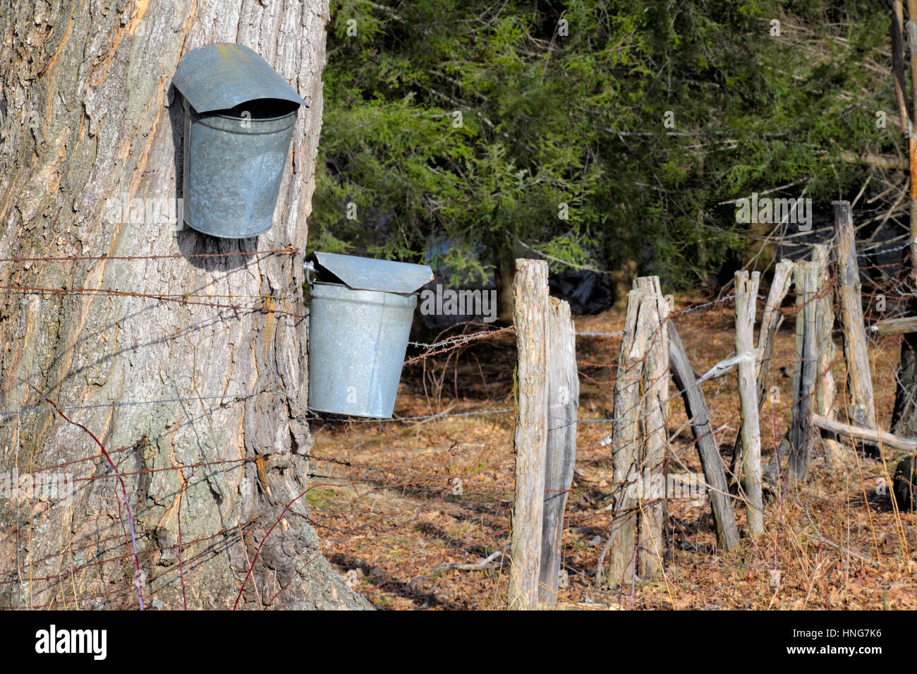 Maple sugar buckets collecting sap for syrup harvest along weathered