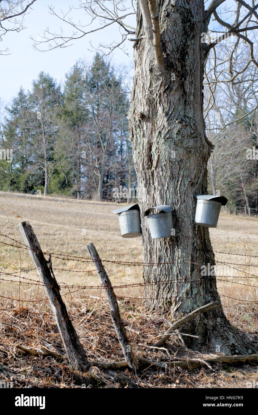 Maple sugar buckets hanging on old tree collecting sap for harvest