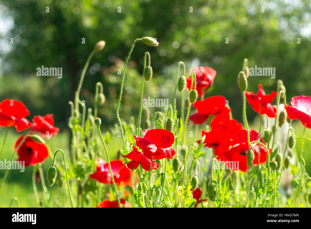 Flowering poppies. A field of poppies. Sunlight shines on plants. Red spring flowers. Gentle warm soft colors, blurred background Stock Photo
