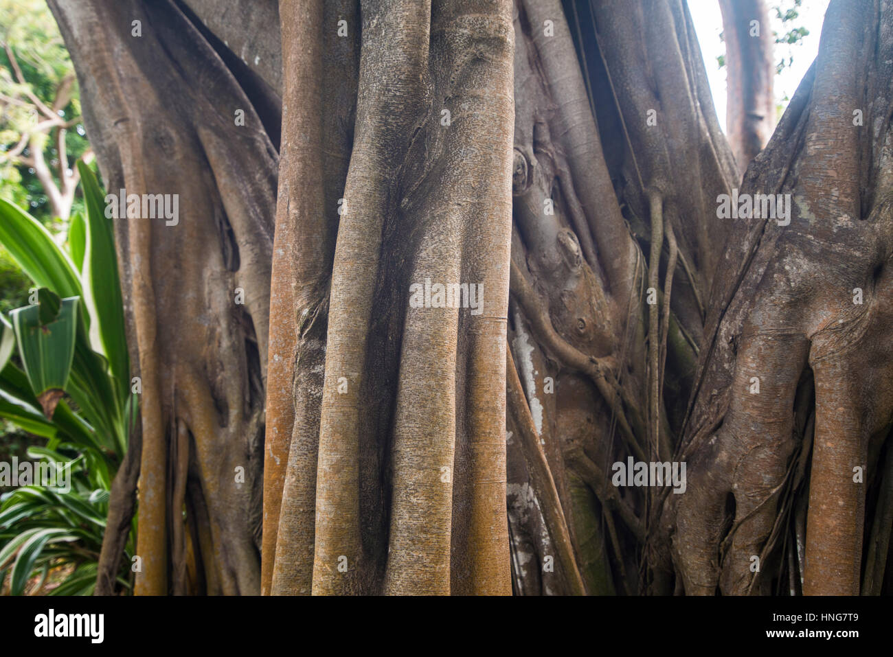 amazing tree Stock Photo