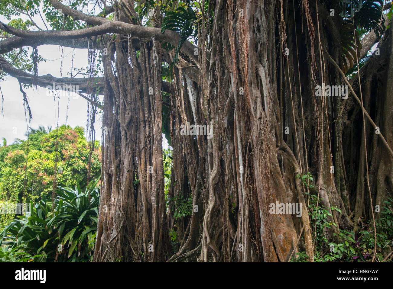 Benjamina tree hi-res stock photography and images - Alamy
