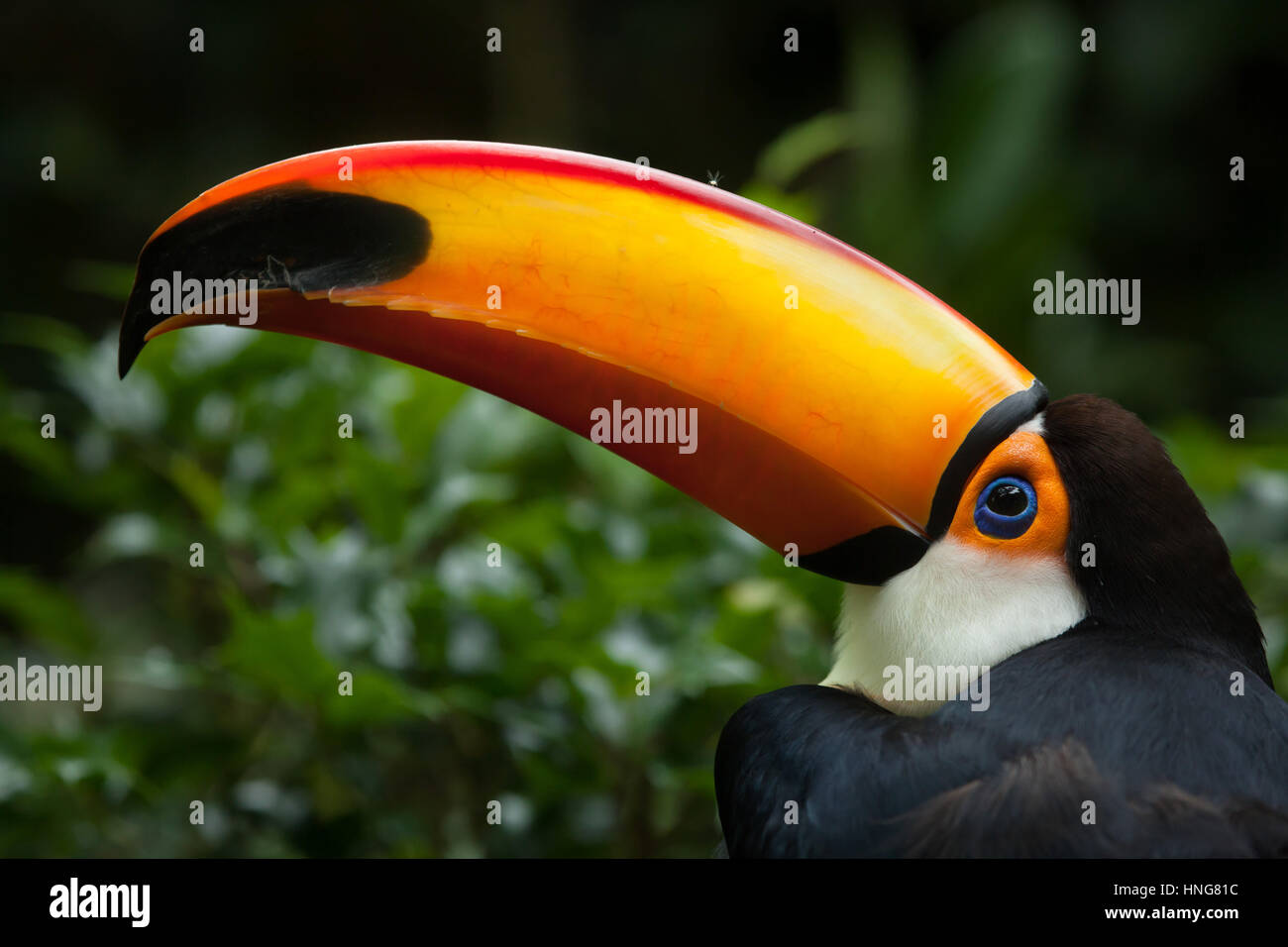 Toco toucan (Ramphastos toco), also known as the common toucan or simply toucan. Stock Photo