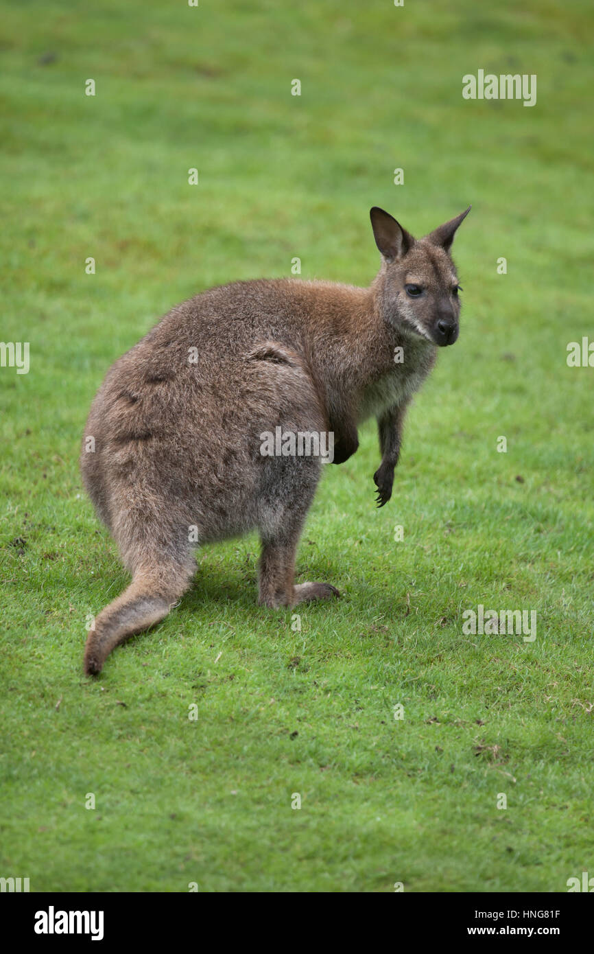 Red-necked wallaby (Macropus rufogriseus), also known as the Bennett's wallaby. Stock Photo