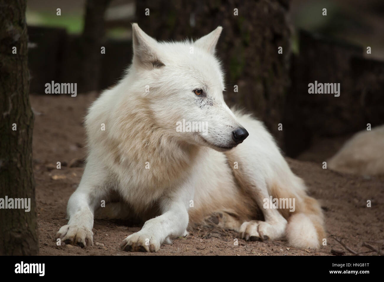 Arctic wolf (Canis lupus arctos), also known as the Melville Island wolf. Stock Photo