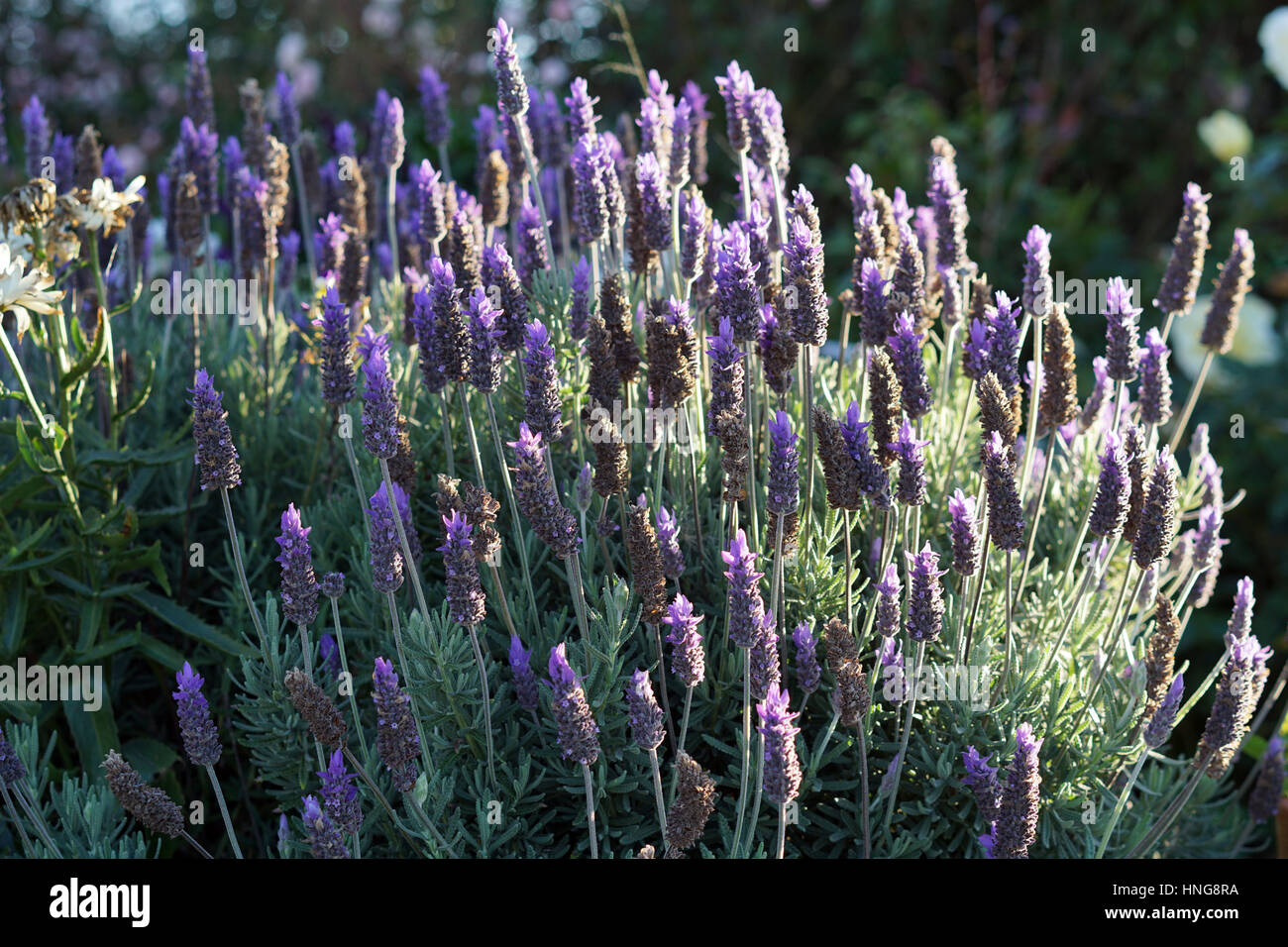Lavender flowers growing in a garden Stock Photo