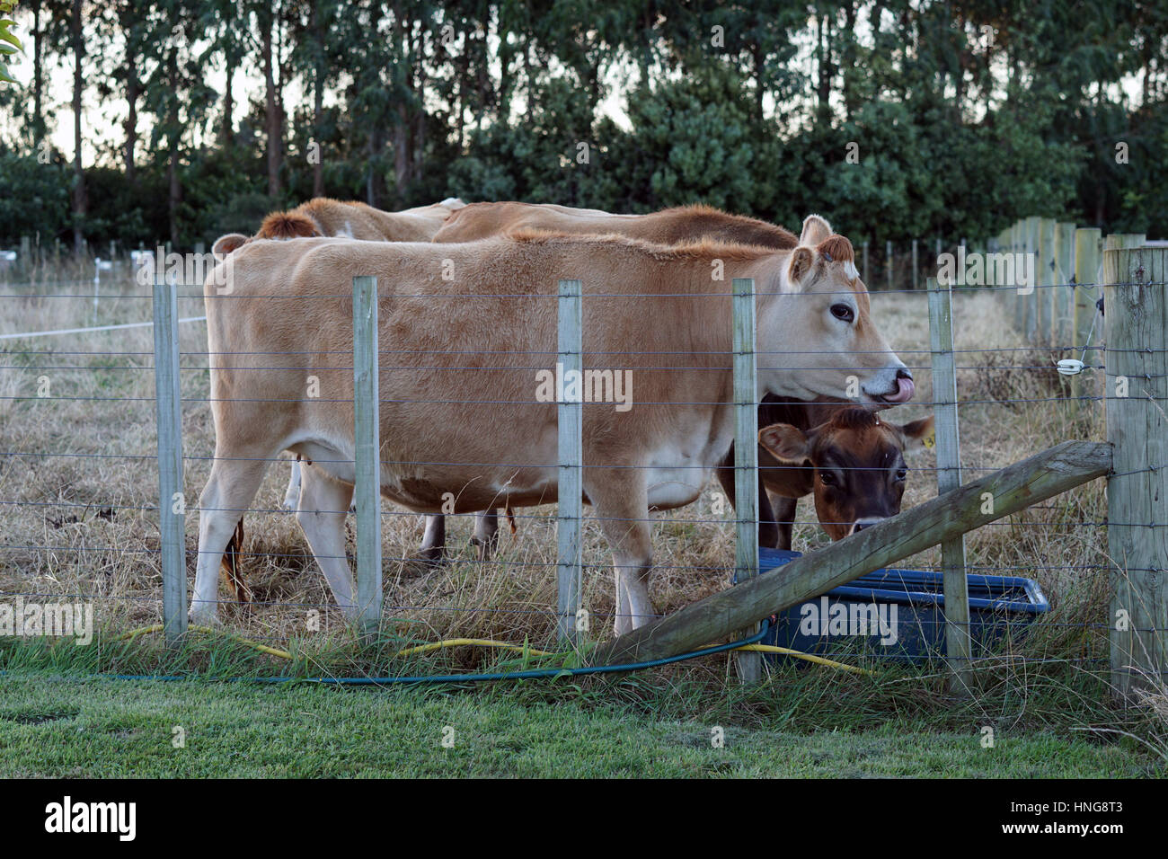 Angus cows on a lifestyle farm in New Zealand Stock Photo Alamy