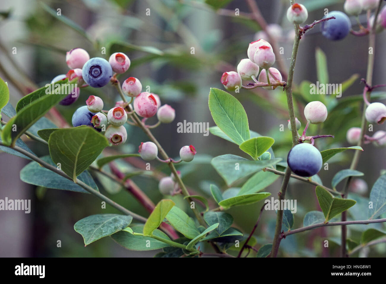Blueberries on a bush in a home garden Stock Photo