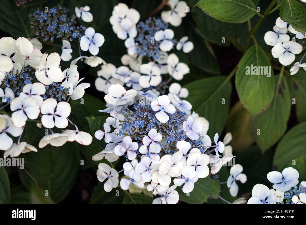 Pale Blue Hydrangea Flowers and Bush in the Garden Stock Photo Alamy