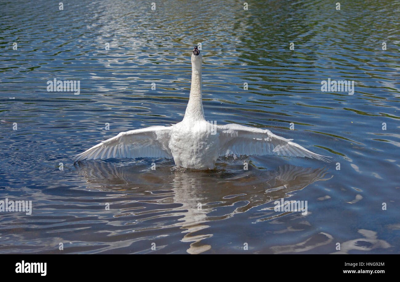 Mute Swan Spreading its wings out Stock Photo Alamy