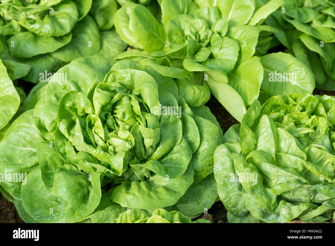 Cultivation organic vegetable "Butterhead Lettuce" in garden among