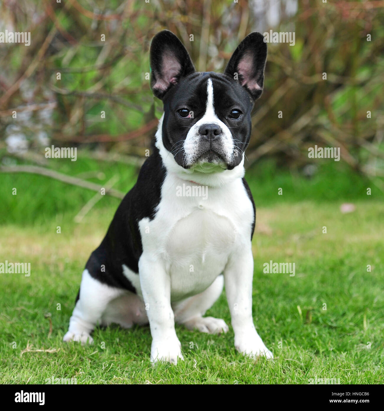 Black And White French Bulldogs