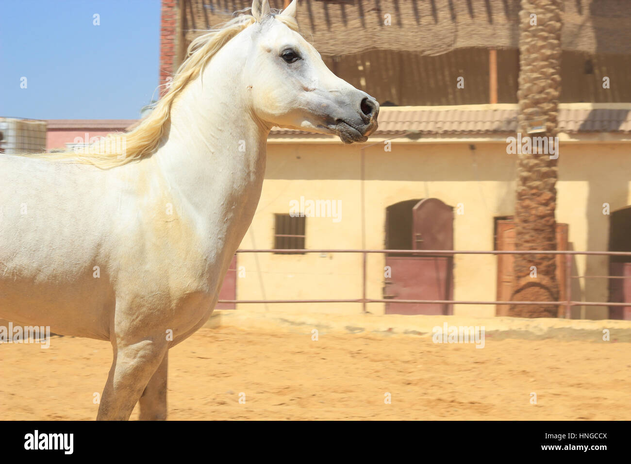 Arabian Horse in a sandy ranch/ featuring Arabian Horse in a sandy ...