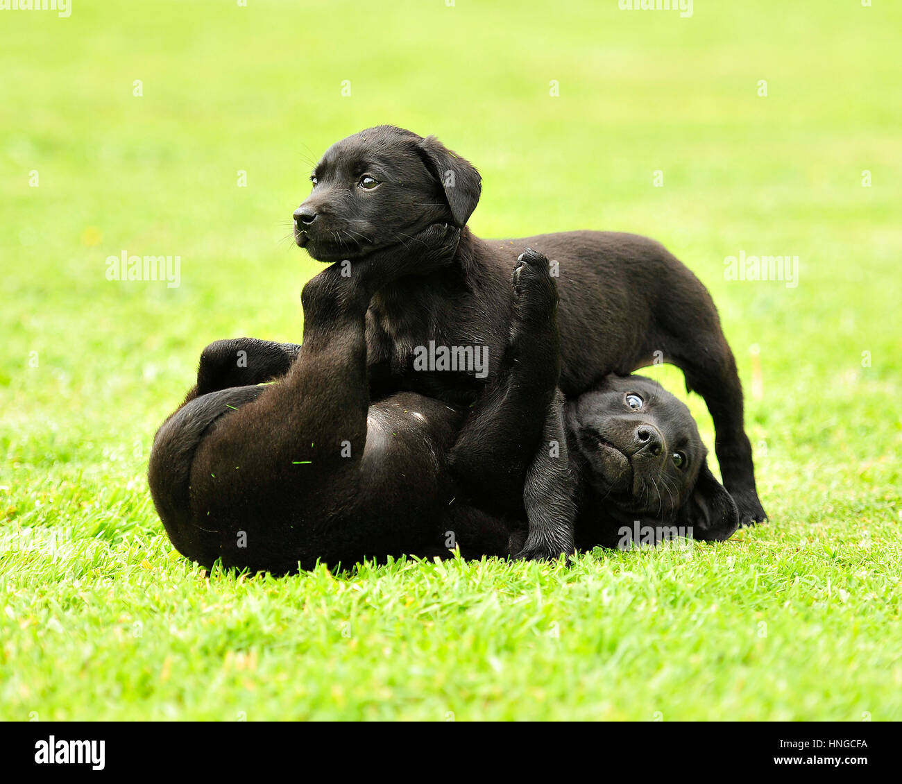 two labrador puppies playing Stock Photo - Alamy
