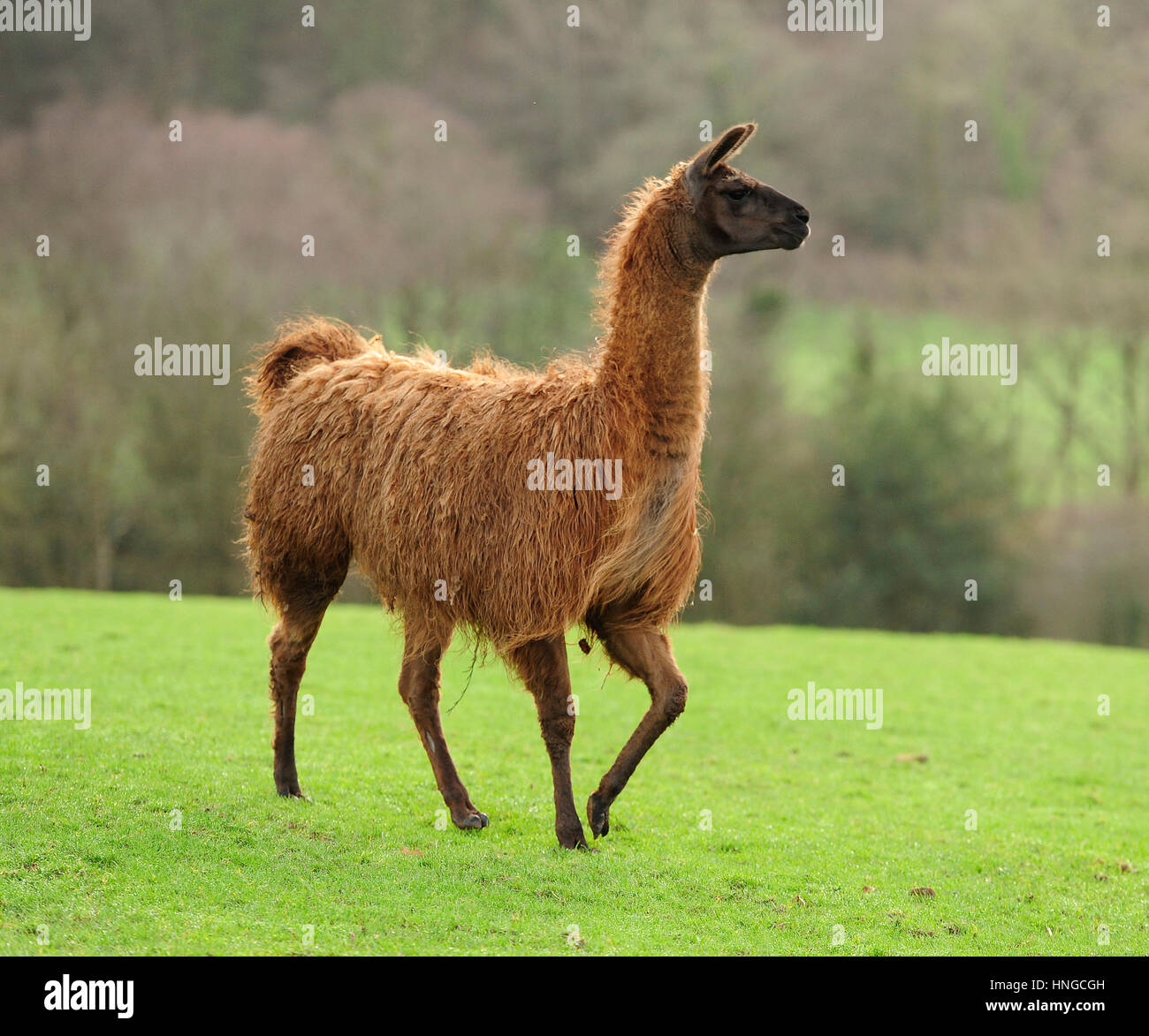 Llama Hi Res Stock Photography And Images Alamy