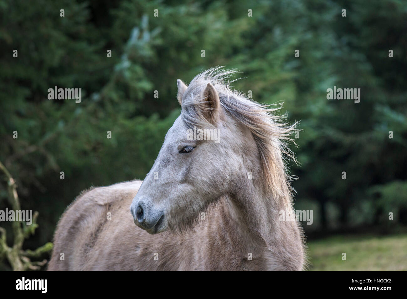 A wild Bodmin Moor pony stands in the rugged habitat of Rough Tor on Bodmin Moor in Cornwall. Stock Photo