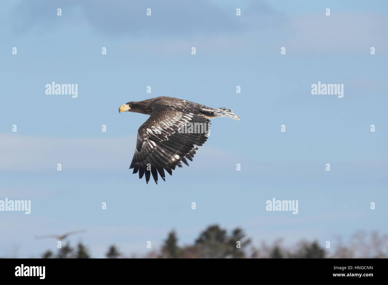 Immature Steller's sea eagle (Haliaeetus pelagicus) in flight, in Hokkaido, Japan. A massive Siberian raptor, the world's largest eagle Stock Photo