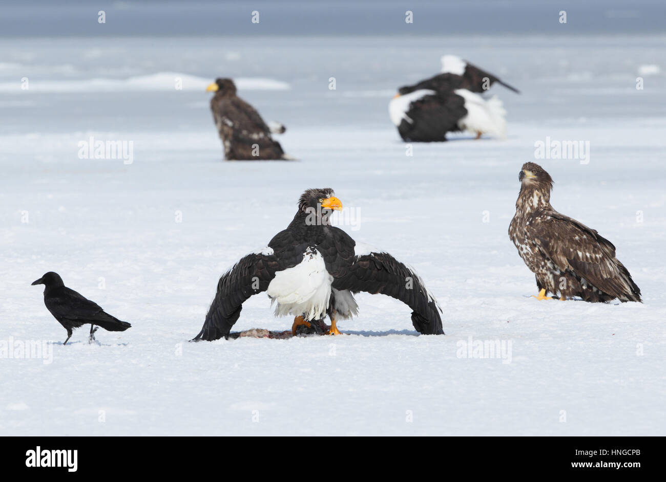Largest of all sea eagles hi-res stock photography and images - Alamy