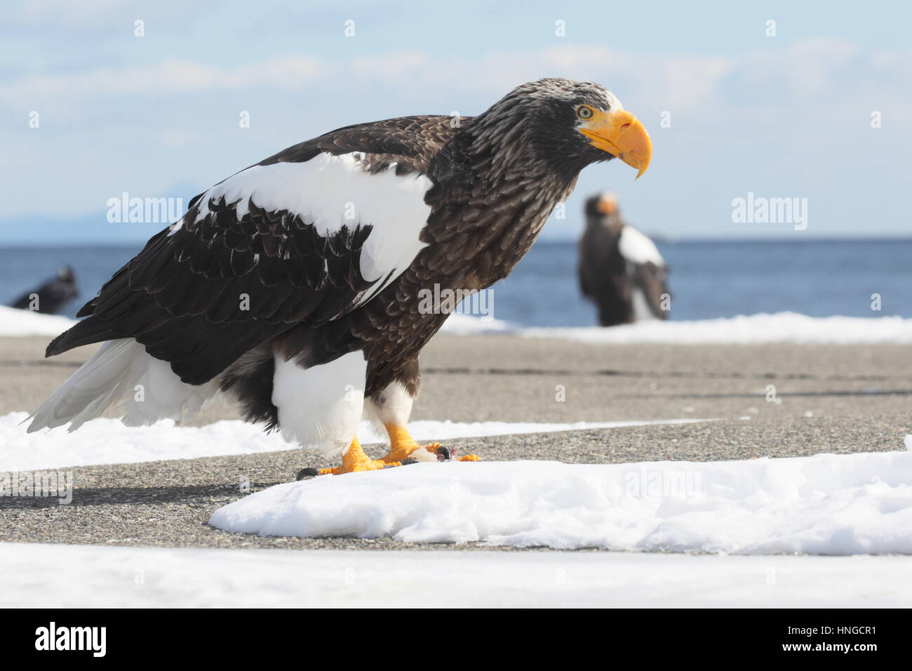 Wide angle of Steller's sea eagleS (Haliaeetus pelagicus) in Hokkaido, Japan. World's largest eagle, perched on harbour wall, scenery in background Stock Photo