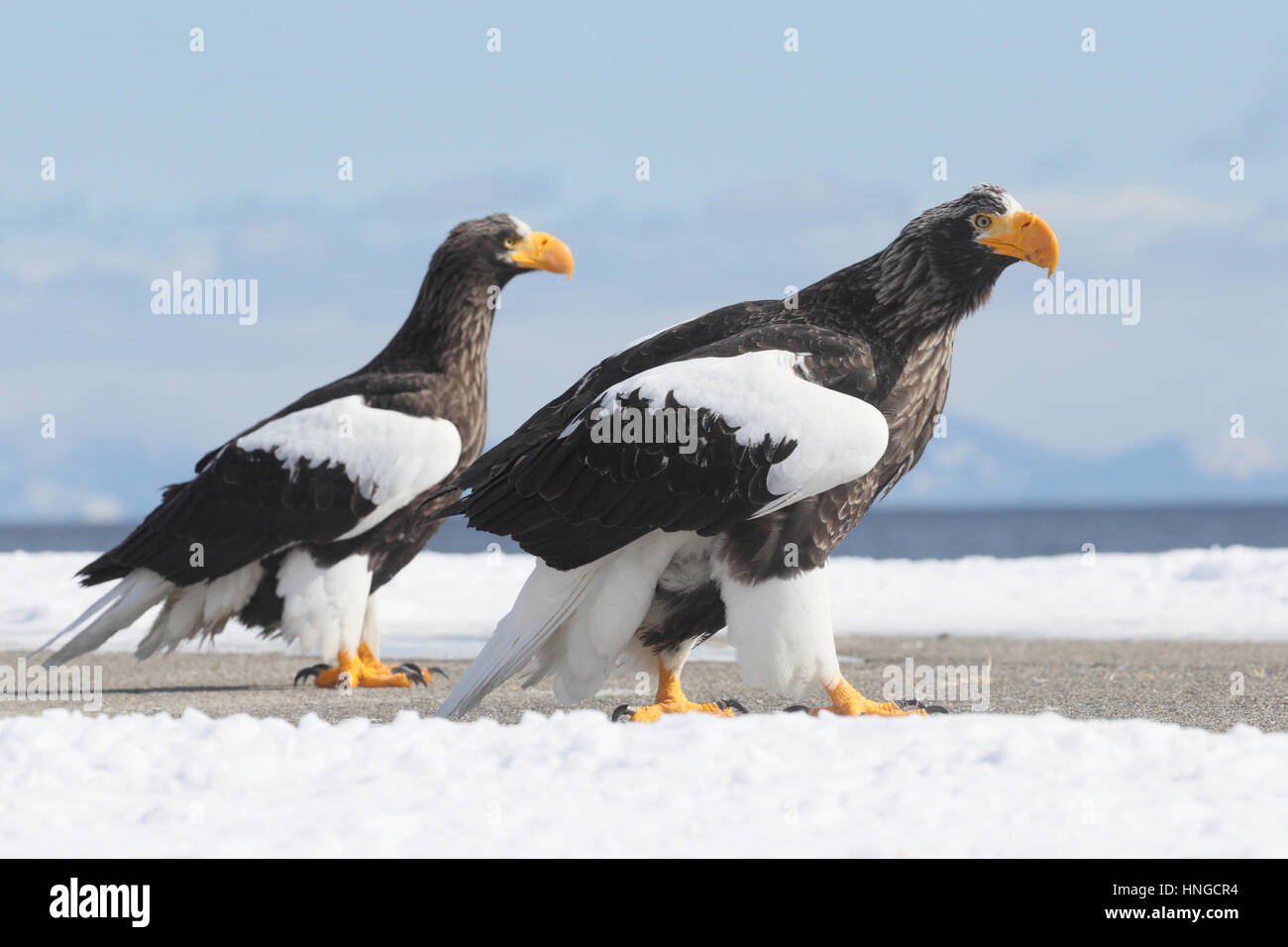Wide angle of Steller's sea eagleS (Haliaeetus pelagicus) in Hokkaido, Japan. World's largest eagle, perched on harbour wall, scenery in background Stock Photo