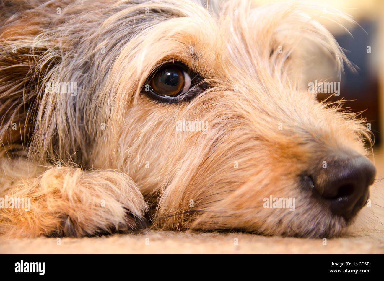 Our Dog, best friend daydreaming Stock Photo