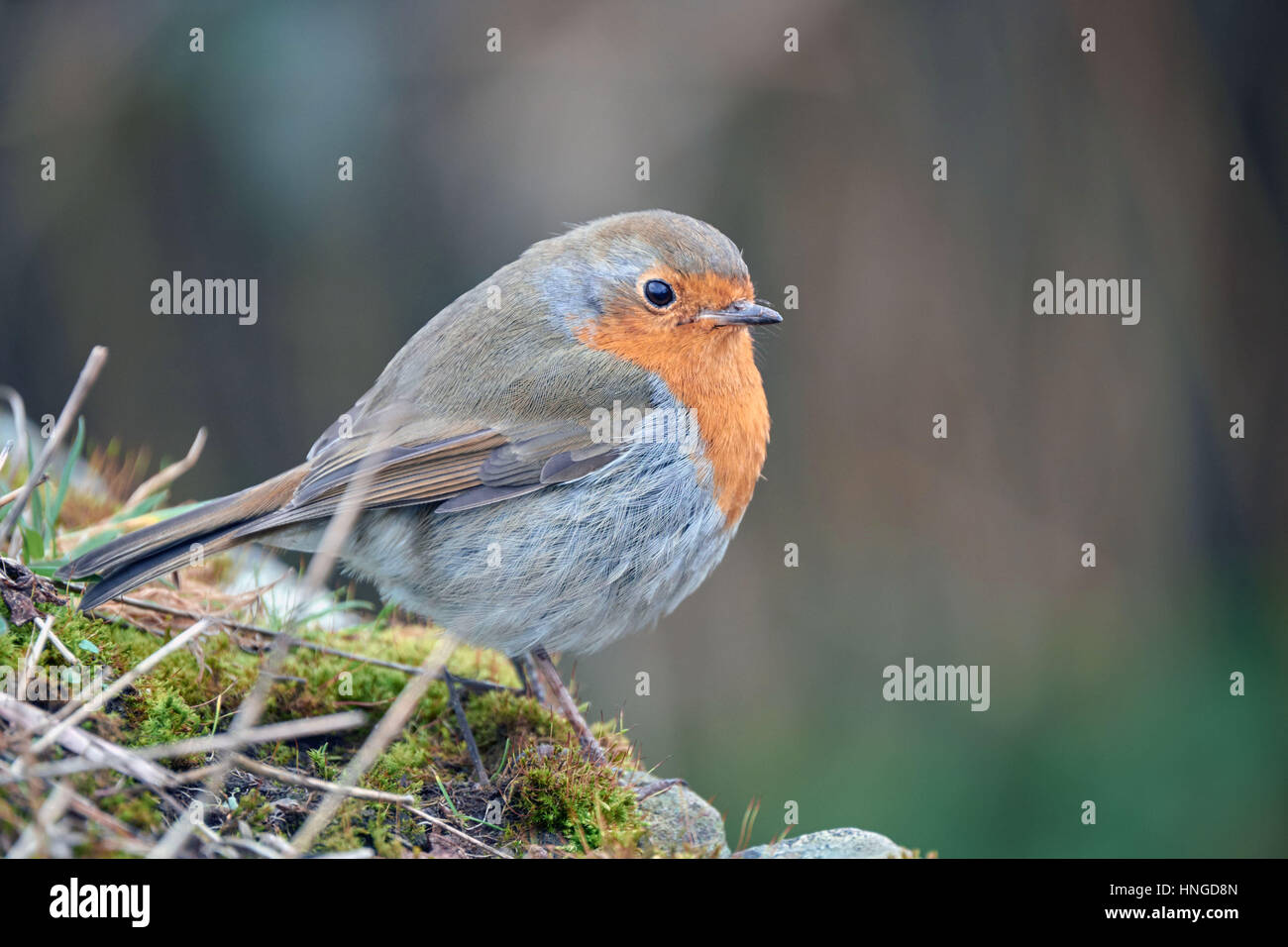 Robin on a stonewall Stock Photo