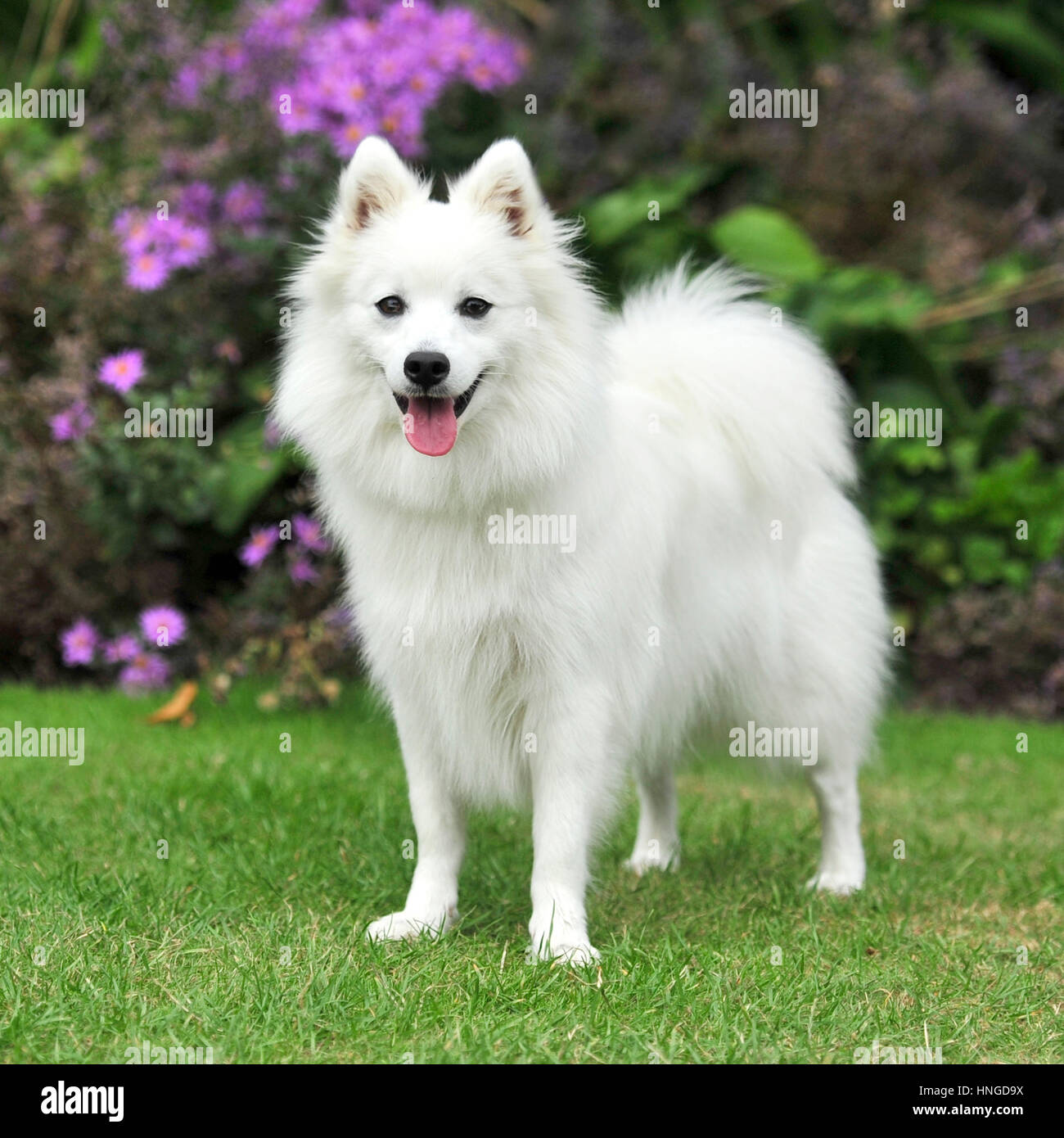 Japanese Dog High Resolution Stock Photography And Images Alamy
