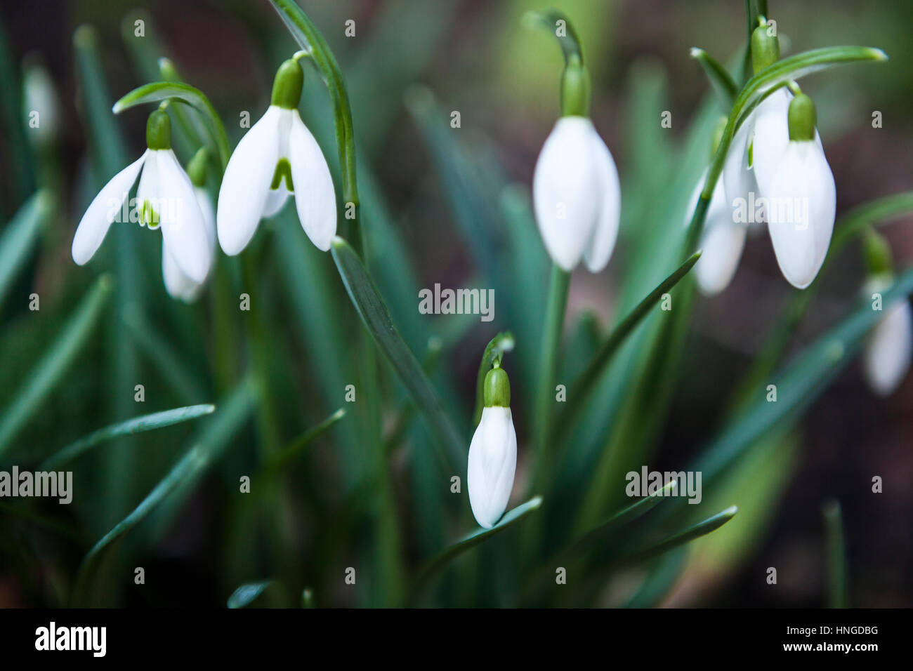 Close up of cluster of Snowdrops (Galanthus nivalis) in garden Stock Photo