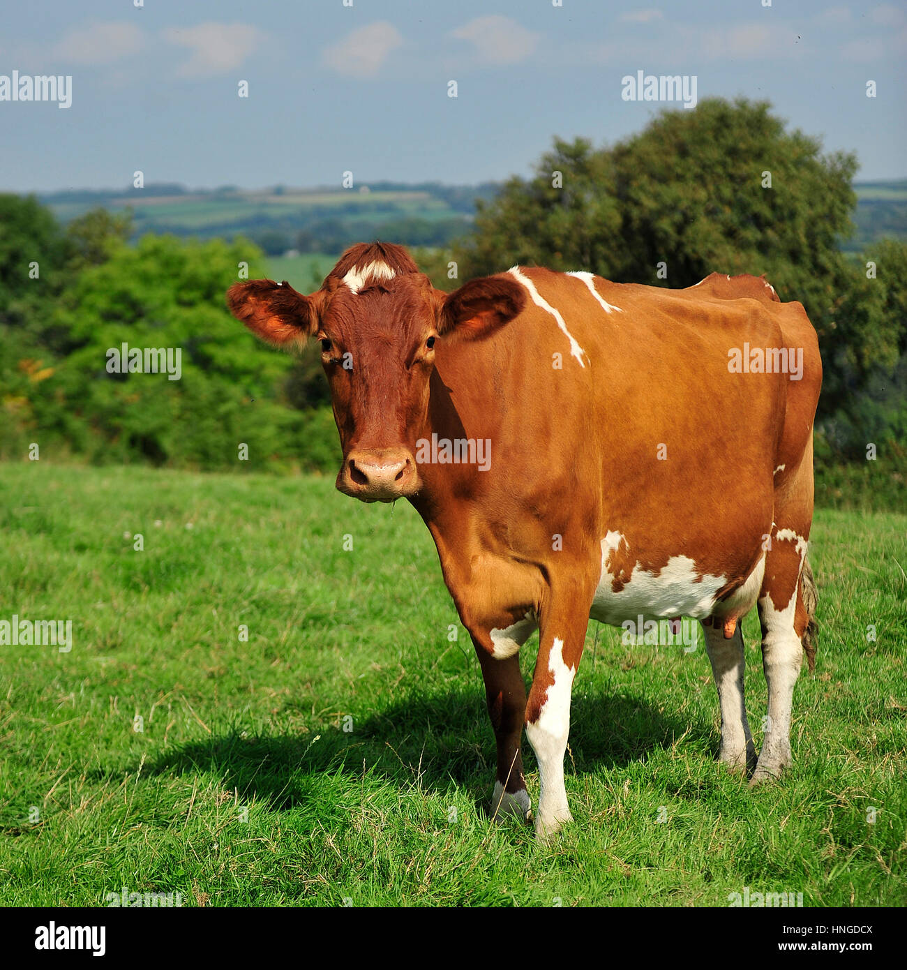 ayreshire cow in summertime Stock Photo