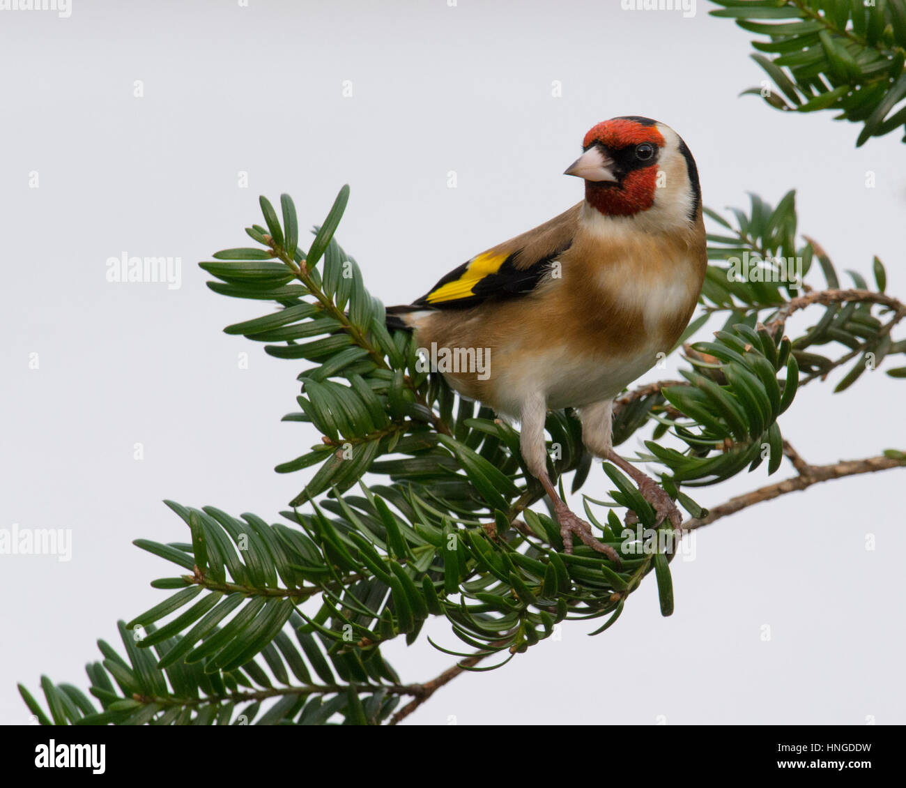European Goldfinch Stock Photo
