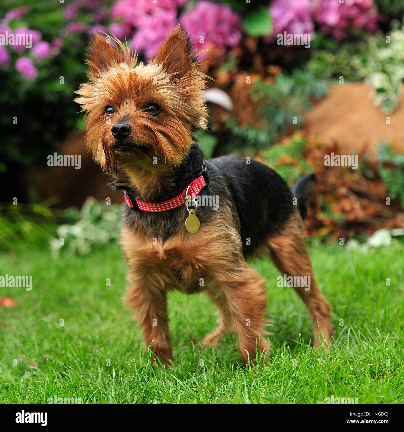 Yorkshire Terrier Stock Photo Alamy Yorkshire Terrier Stock Photo Alamy