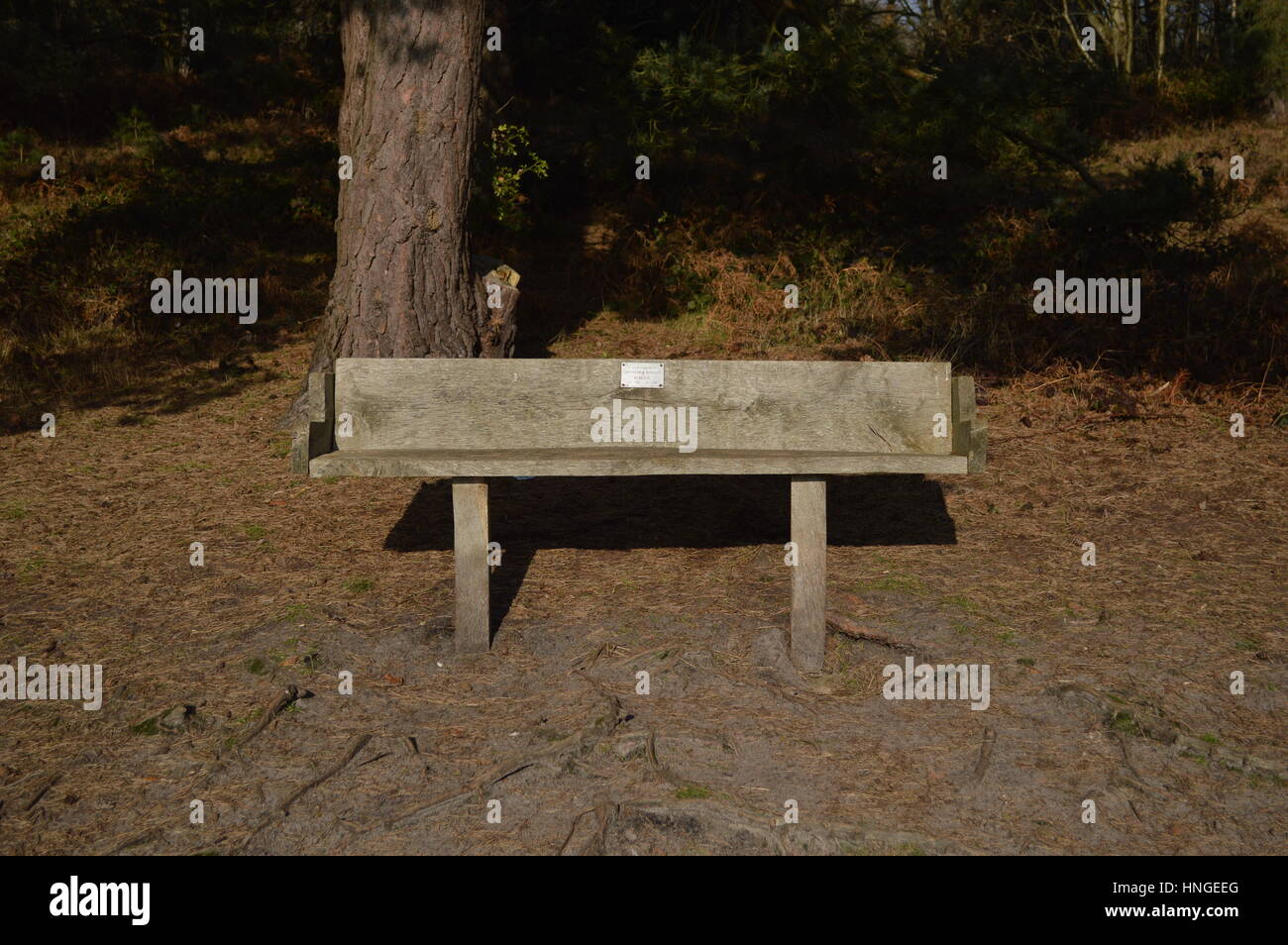 A bench at Reigate Heath, Surrey, UK Stock Photo Alamy