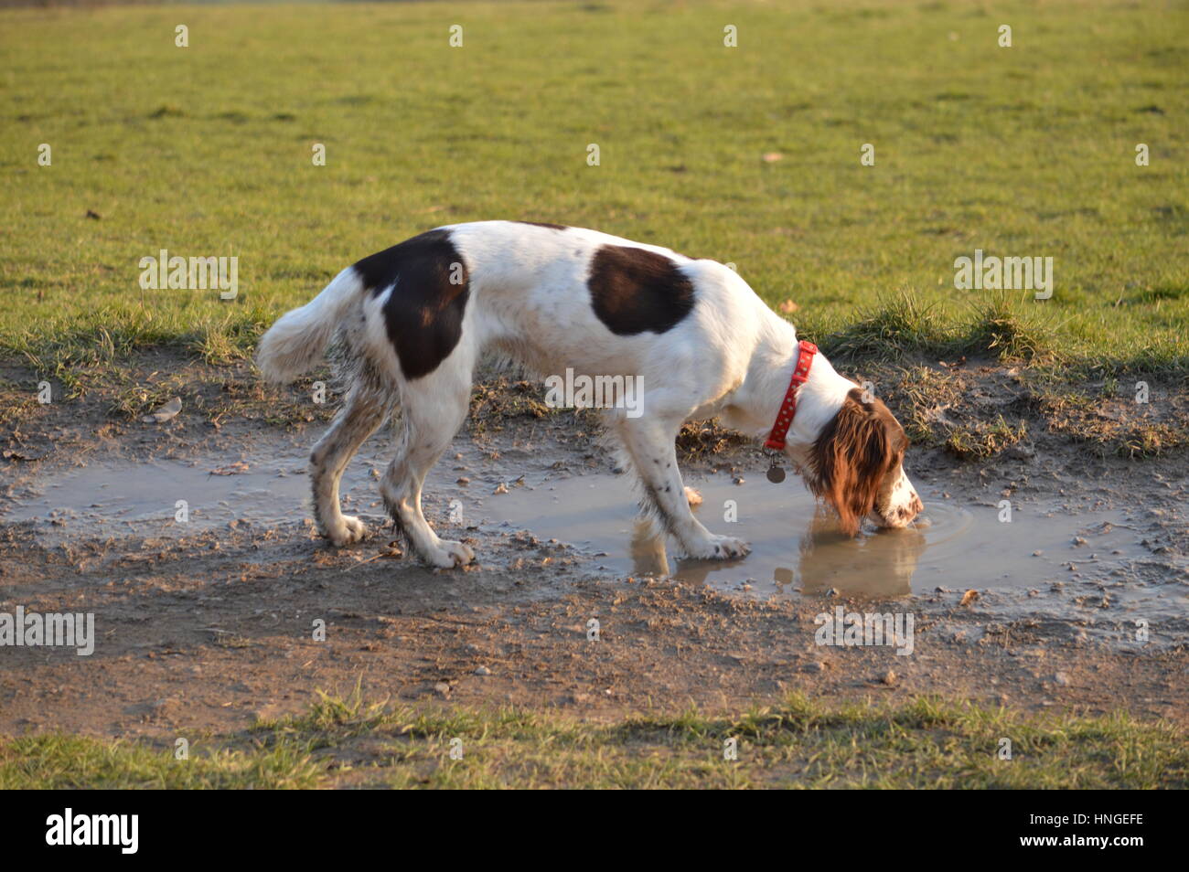 An English springer spaniel drinking water from a puddle Stock Photo