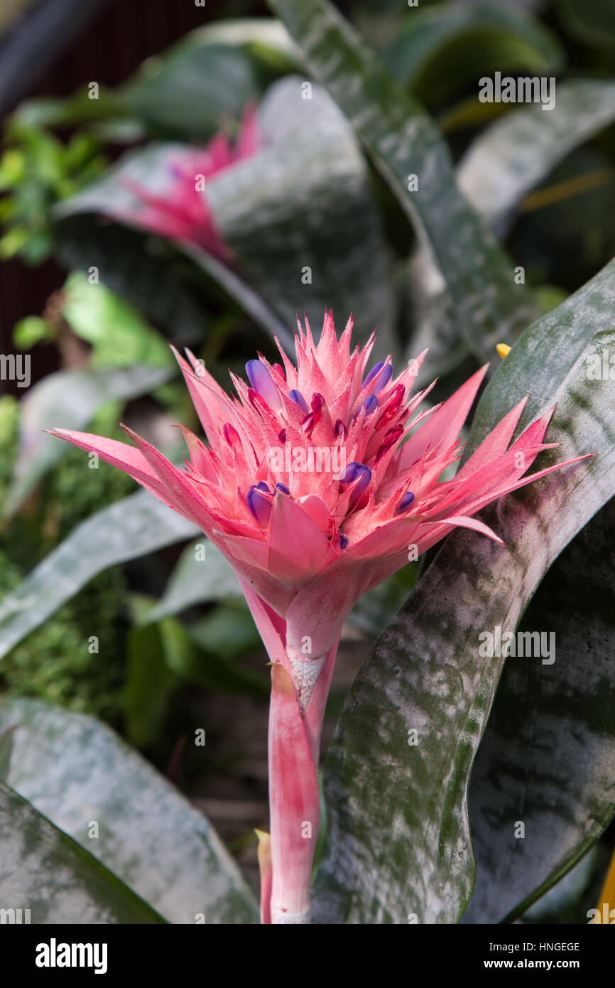 Beautiful pink flower of Aechmea seen in the foreground Stock Photo