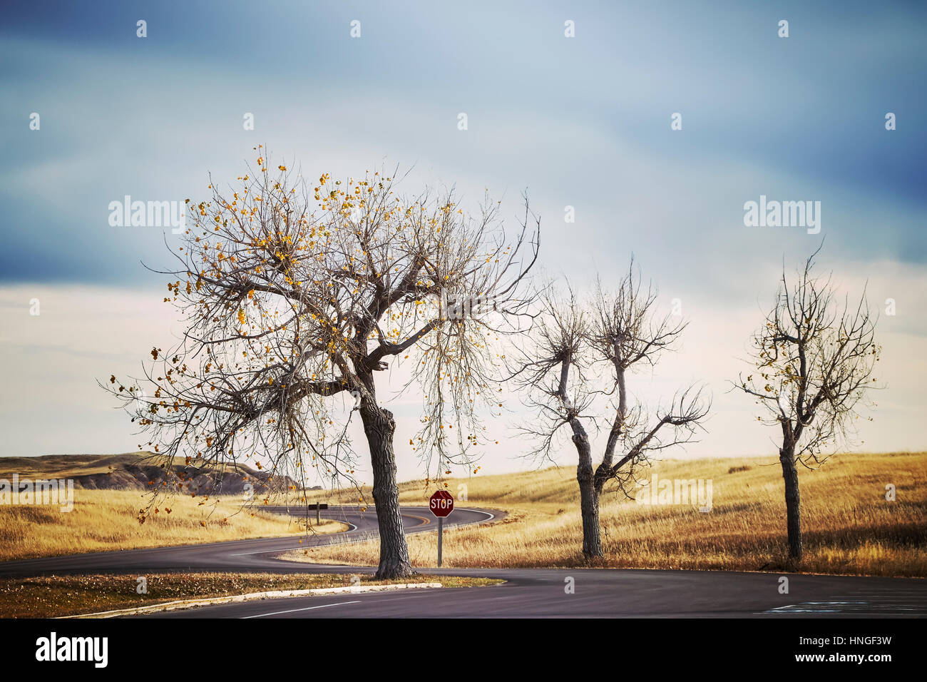 Three trees by a road and stop road sign with moody sky, retro stylized travel picture, USA Stock Photo
